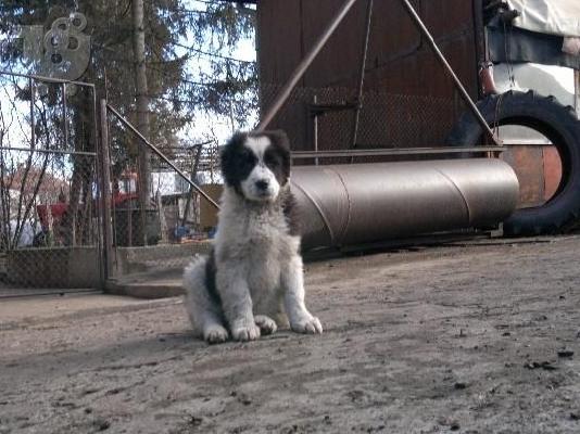 Ποιμενικός Κεντρικής Ασίας – 380 euro